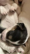 Jack Russell teriér – 3 fenky, krátkosrsté, odběr konec února
