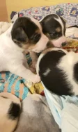 Jack Russell teriér – 3 fenky, krátkosrsté, odběr konec února
