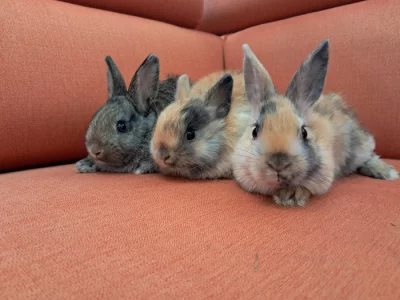 Prodám králíčky, 2 vrhy