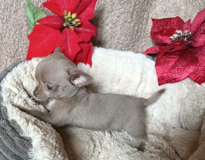 Čivava - prodám štěňata bez pp