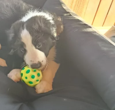 2 štěňatka Borderkolie