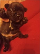 Prodám štěňátka francouzského buldočka