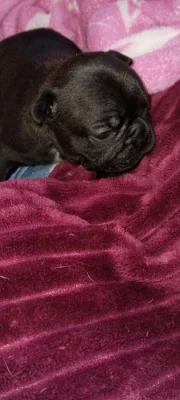 Prodám štěňátka francouzského buldočka