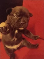 Prodám štěňátka francouzského buldočka