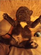 Prodám štěňátka francouzského buldočka