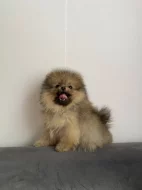 Prodej pomeraniana