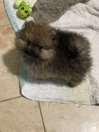 Prodej pomeraniana