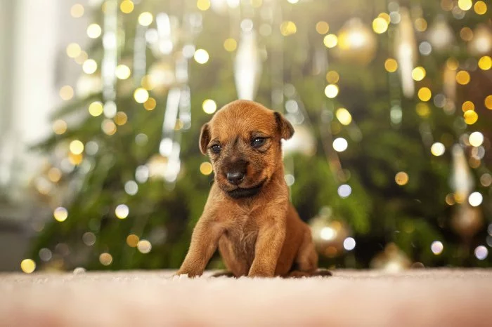 irský teriér  s PP