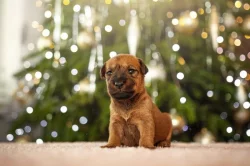 irský teriér  s PP