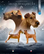 irský teriér  s PP