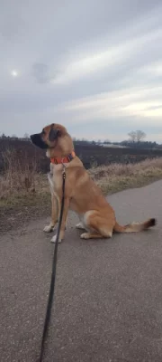 Pastevecký pes - kříženec