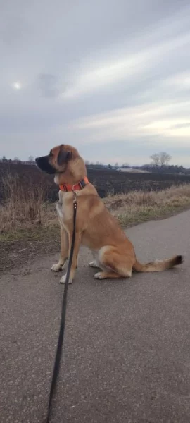 Pastevecký pes - kříženec