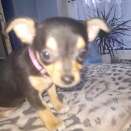 Krátkosrstá  čivava