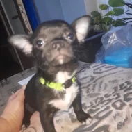 Krátkosrstá  čivava