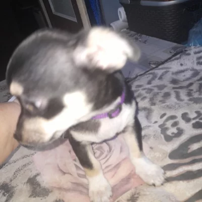 Krátkosrstá  čivava