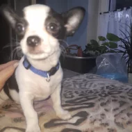 Krátkosrstá  čivava