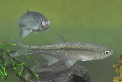 krmné rybičky pro roček candáta