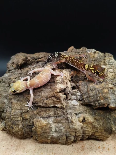 Underwoodisaurus milii – Pagekon miliův ¬