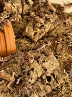 Underwoodisaurus milii – Pagekon miliův ¬