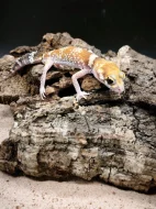 Underwoodisaurus milii – Pagekon miliův ¬