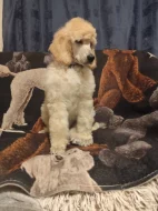 Pudl královský/velký bílý