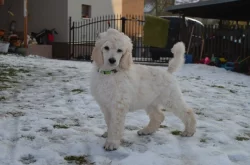 Pudl královský/velký bílý