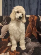 Pudl královský/velký bílý