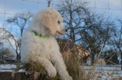 Pudl královský/velký bílý