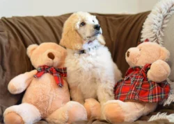 Pudl královský/velký bílý