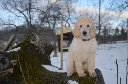 Pudl královský/velký bílý