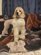 Pudl královský/velký bílý