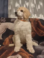 Pudl královský/velký bílý