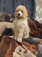 Pudl královský/velký bílý