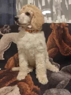 Pudl královský/velký bílý