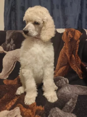 Pudl královský/velký bílý