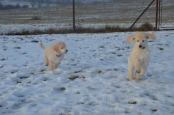 Pudl královský/velký bílý