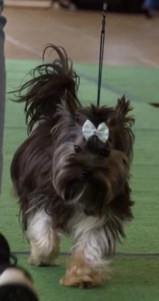 Krytí Jorkšírský teriér s PP