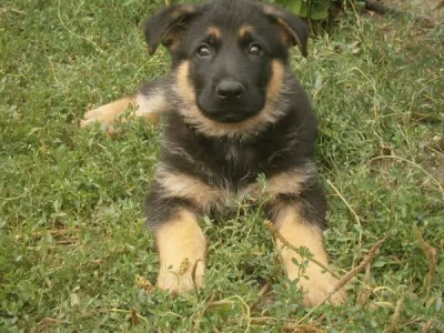 Prodám pejsky a fenky Německého ovčáka