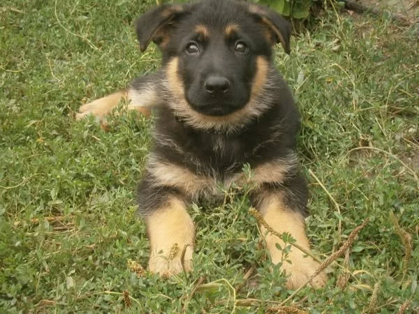 Prodám pejsky a fenky Německého ovčáka