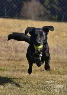 Darujeme opuštěného Dastyho