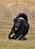 Darujeme opuštěného Dastyho