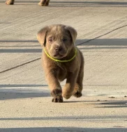 Štěňata labradorského retrívra