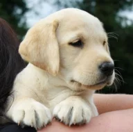 Štěňata labradorského retrívra