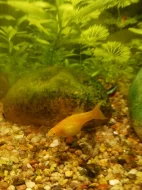 Paví očko full red albin a Gold molla lyra