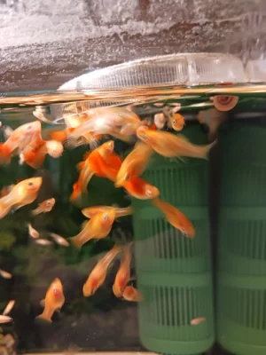 Paví očko full red albin a Gold molla lyra