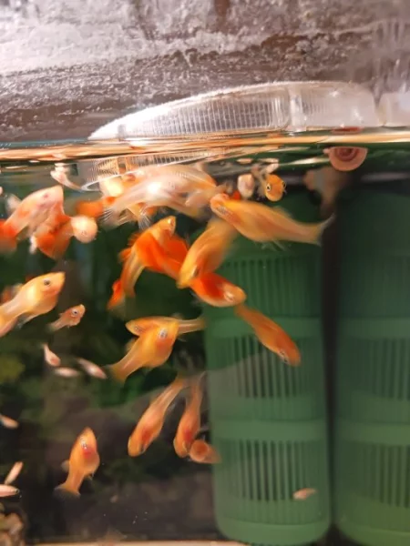 Paví očko full red albin a Gold molla lyra