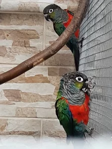 mláďata pyrury červenobřichého (perlata)