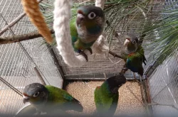 mláďata pyrury červenobřichého (perlata)