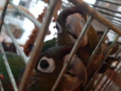 mláďata pyrury červenobřichého (perlata)