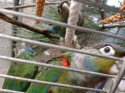 mláďata pyrury červenobřichého (perlata)